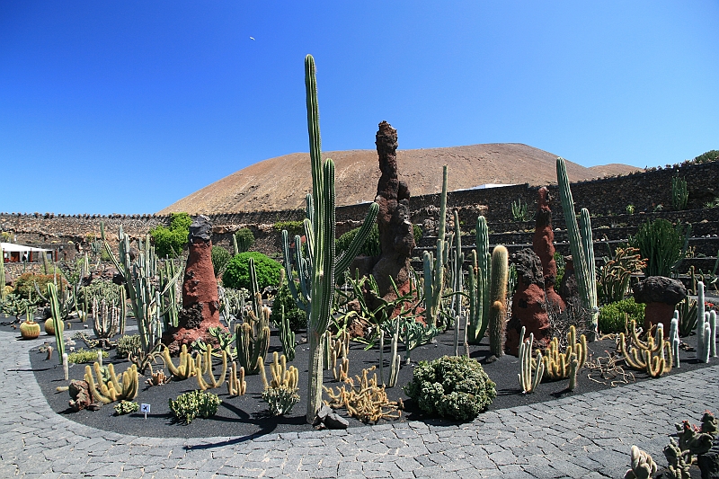Kanary_2010 216